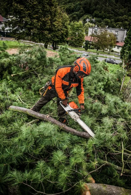 Emergency Tree Removal