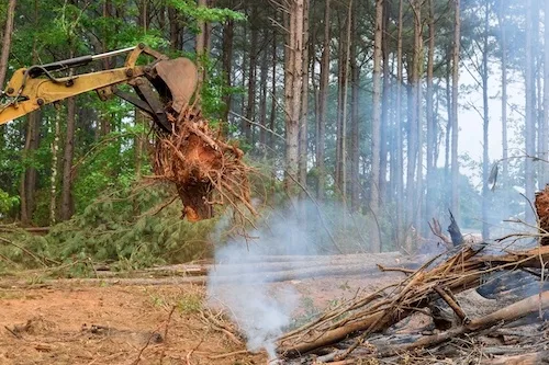 Stump Removal