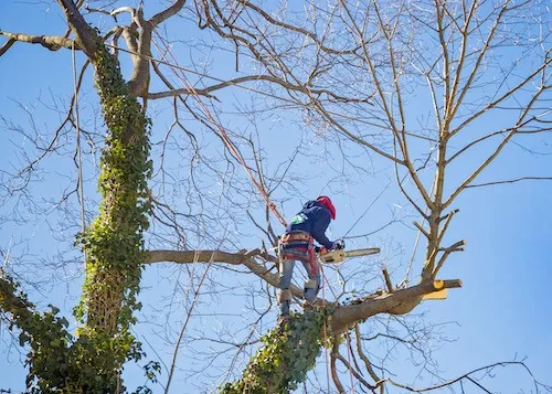 Power Line Clearing