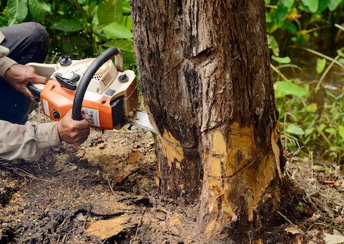 Tree Lopping